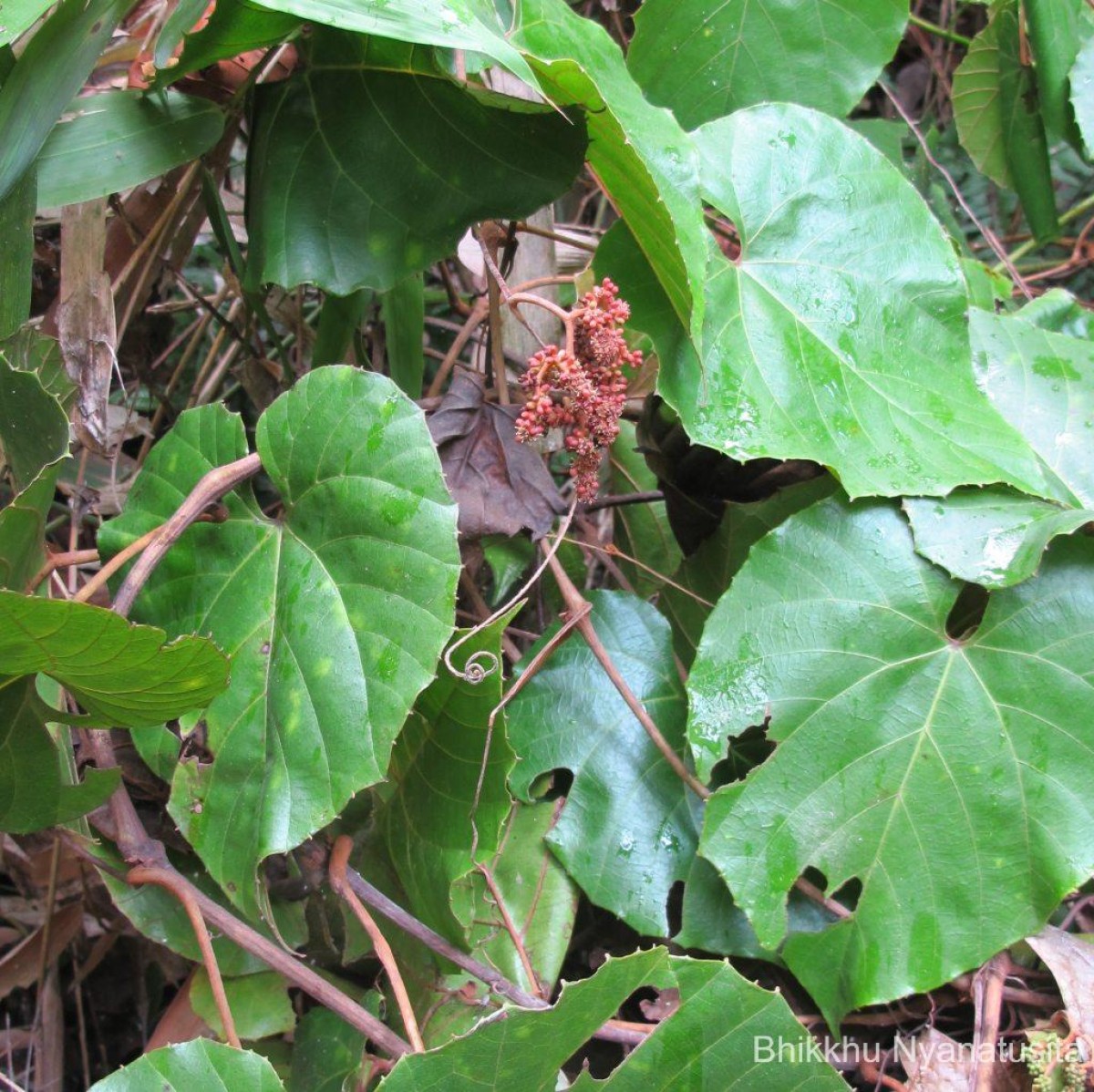 Ampelocissus indica (L.) Planch.